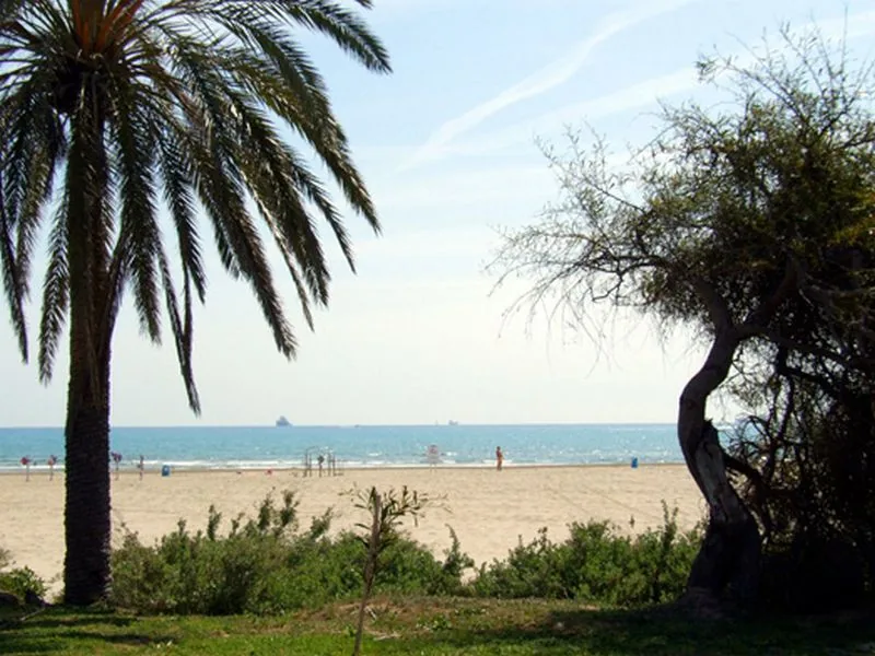 serradal_palmeras-1